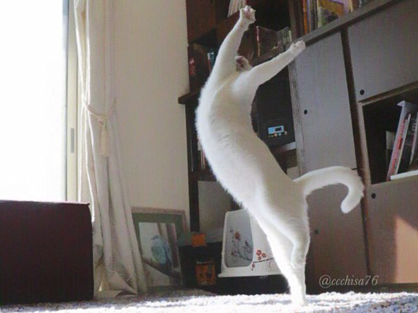 gato-bailarin-japon (2)