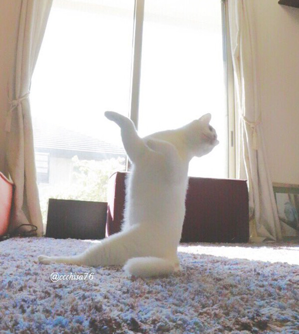 gato-bailarin-japon (3)