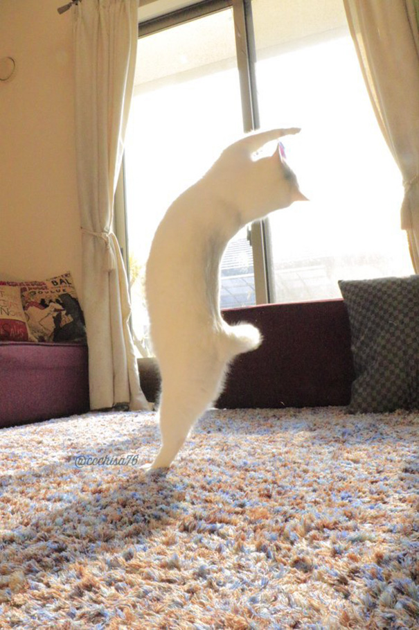 gato-bailarin-japon (5)