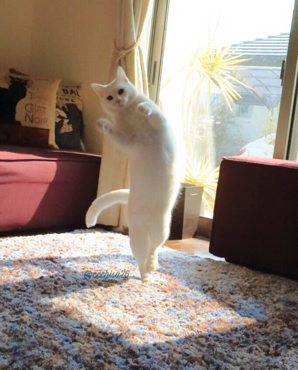gato-bailarin-japon (7)