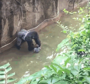 gorila-harambe-disparado-accidente-nino-zoo-cincinnati (1)