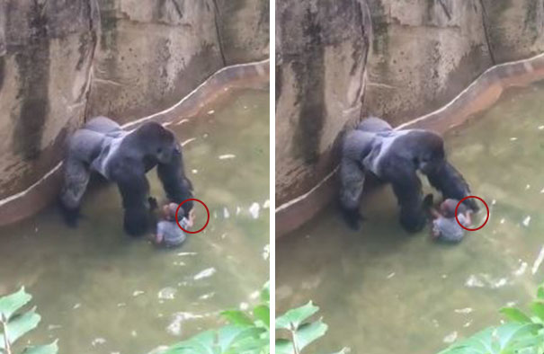 gorila-harambe-disparado-accidente-nino-zoo-cincinnati (2)