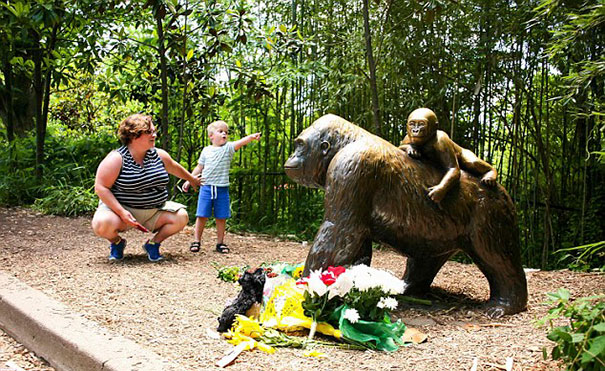 gorila-harambe-disparado-accidente-nino-zoo-cincinnati (4)