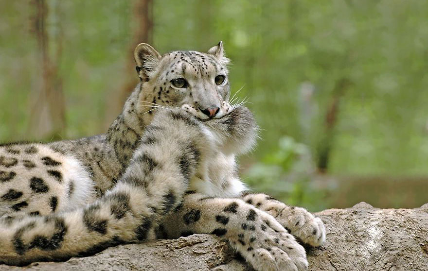 leopardos-nieves-mordiendose-cola (1)