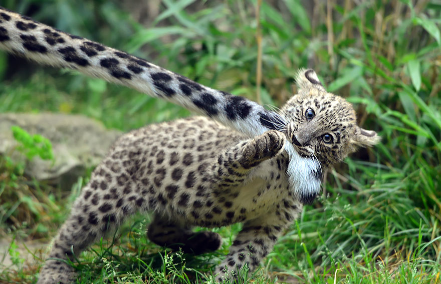 leopardos-nieves-mordiendose-cola (10)