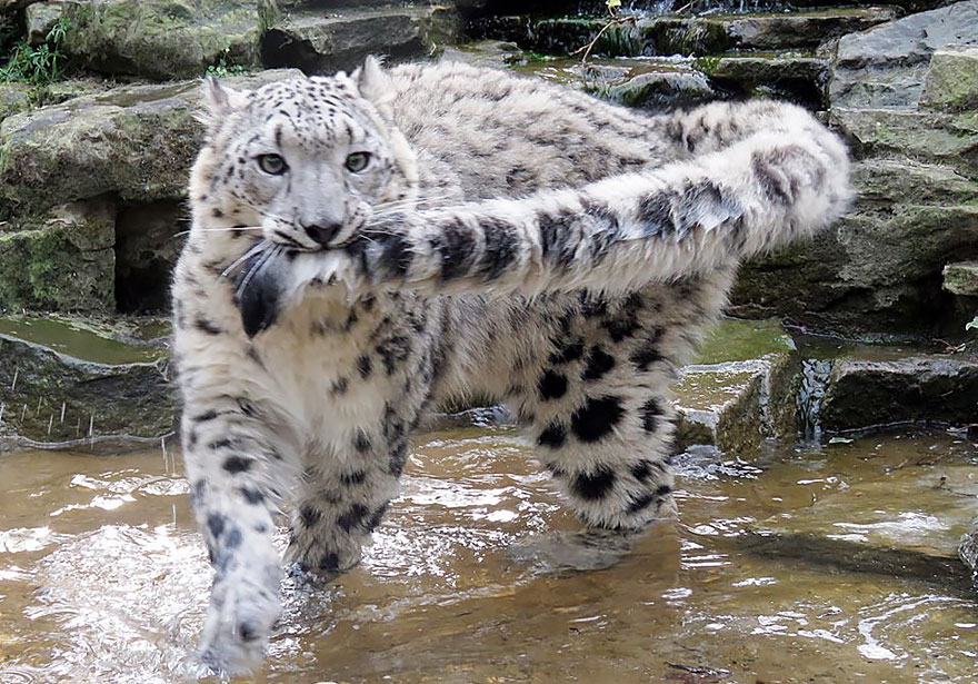 A los leopardos de las nieves les encanta morderse la cola