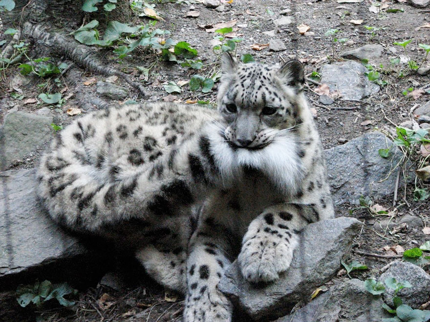 leopardos-nieves-mordiendose-cola (2)
