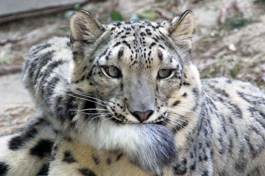 leopardos-nieves-mordiendose-cola (3)