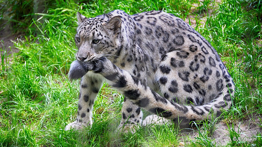 leopardos-nieves-mordiendose-cola (4)
