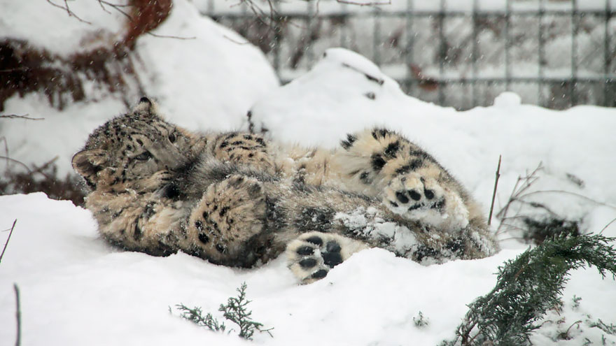 A los leopardos de las nieves les encanta morderse la cola