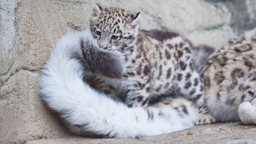 leopardos-nieves-mordiendose-cola (6)