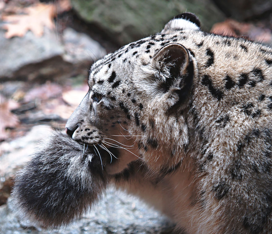 leopardos-nieves-mordiendose-cola (7)