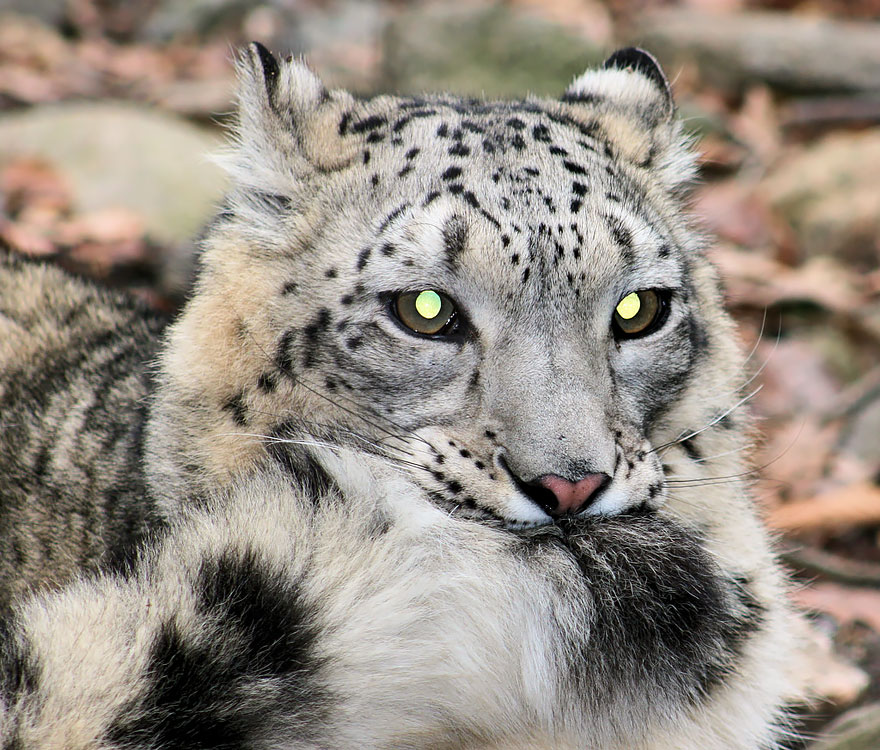leopardos-nieves-mordiendose-cola (8)