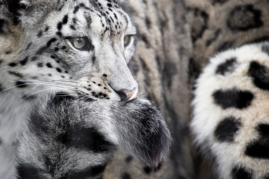 leopardos-nieves-mordiendose-cola (9)