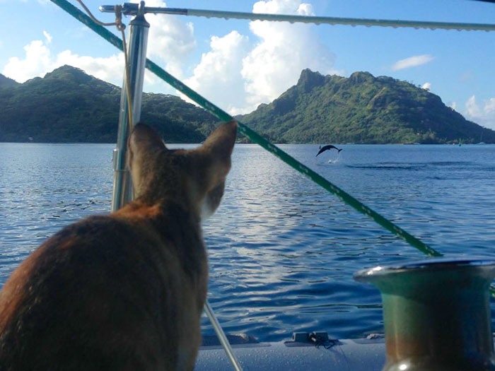 navegar-mundo-barco-gato-amelia-liz-clark (10)