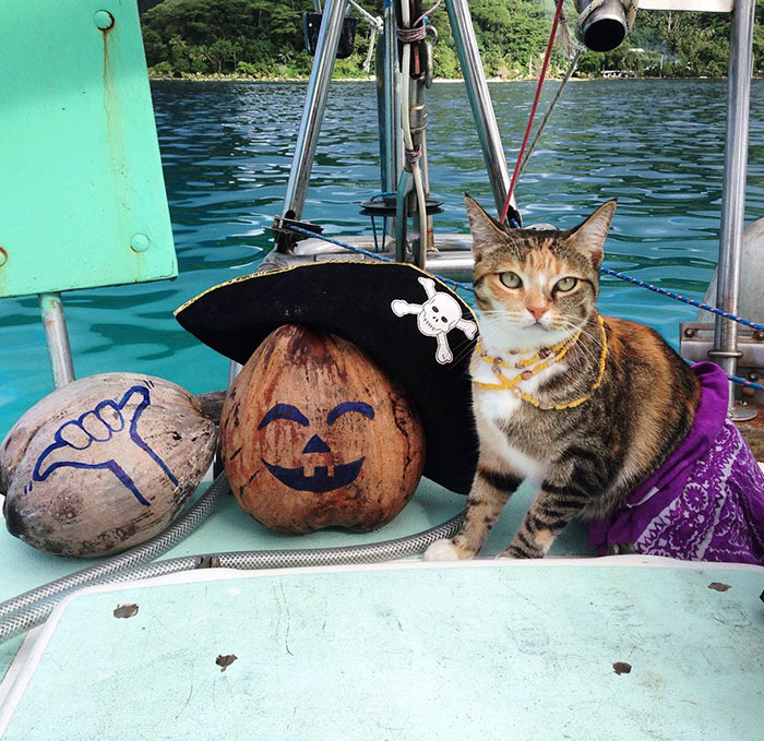 navegar-mundo-barco-gato-amelia-liz-clark (15)