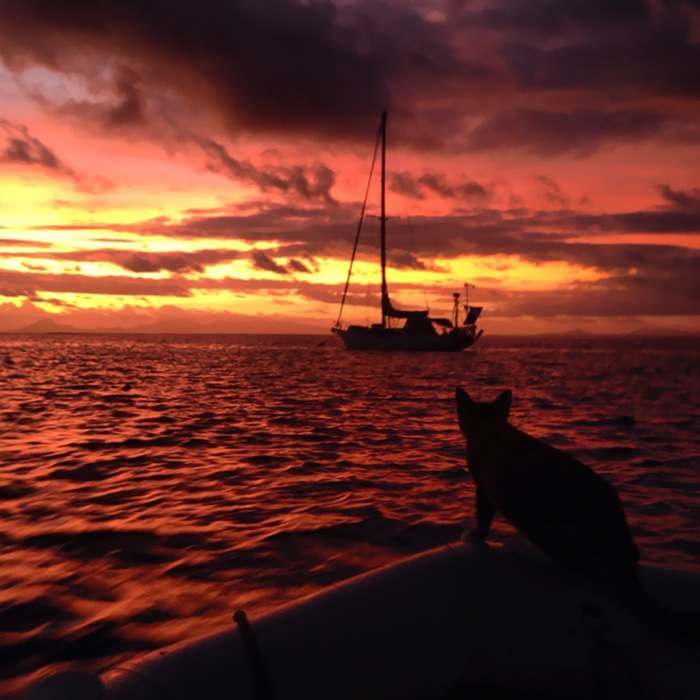 navegar-mundo-barco-gato-amelia-liz-clark (17)