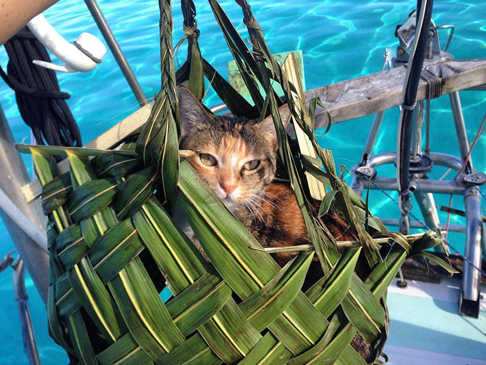 navegar-mundo-barco-gato-amelia-liz-clark (18)