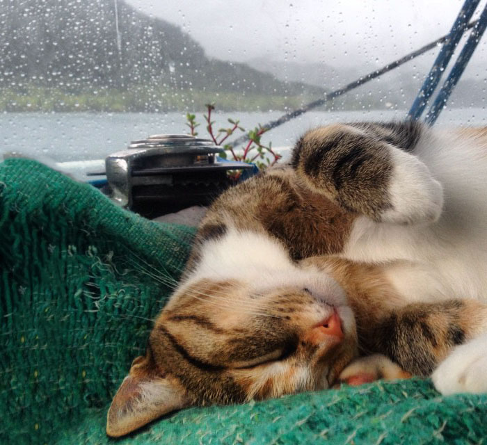 navegar-mundo-barco-gato-amelia-liz-clark (2)