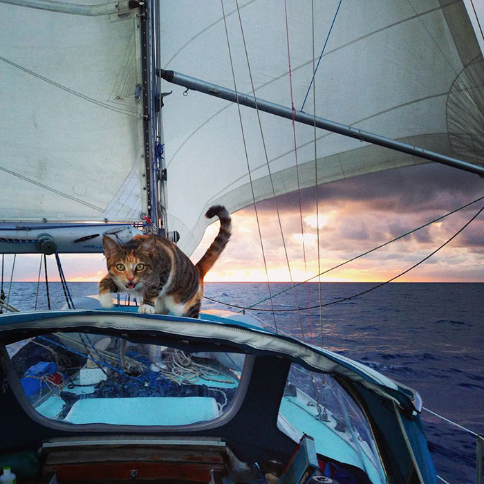 navegar-mundo-barco-gato-amelia-liz-clark (8)