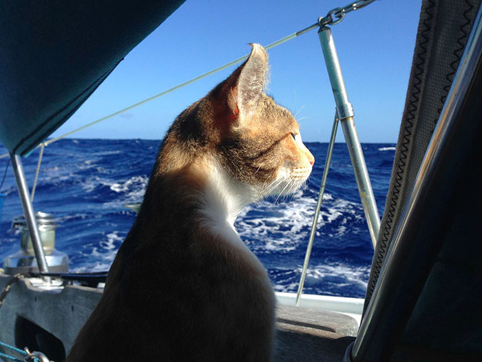navegar-mundo-barco-gato-amelia-liz-clark (9)