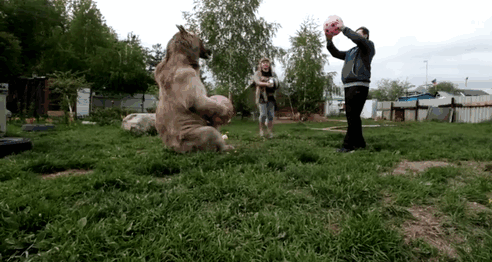 oso-adoptado-stepan-familia-rusa (1)
