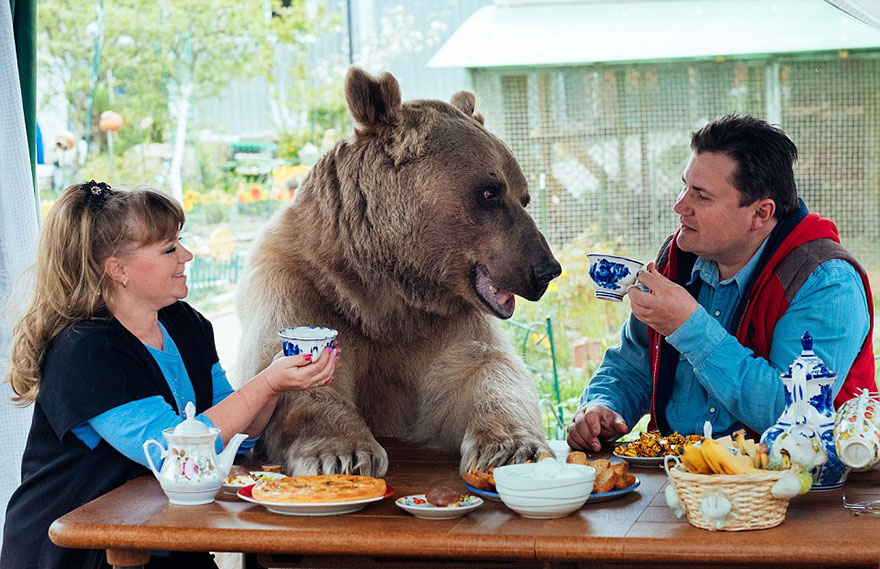 Esta pareja rusa adoptó un oso huérfano hace 23 años y aún viven juntos