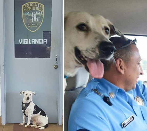perro-callejero-gorgi-adoptado-policia-puerto-rico (1)