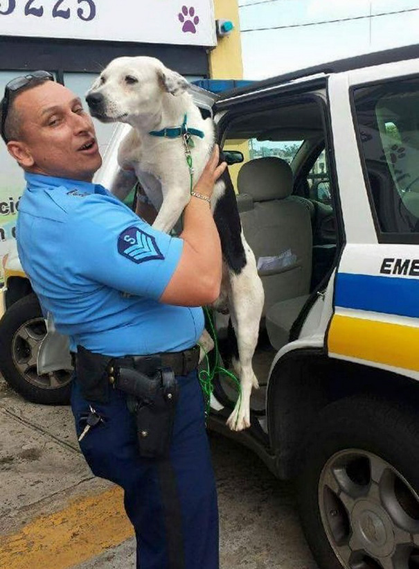 perro-callejero-gorgi-adoptado-policia-puerto-rico (2)