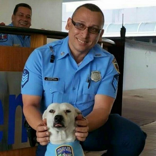 perro-callejero-gorgi-adoptado-policia-puerto-rico (3)
