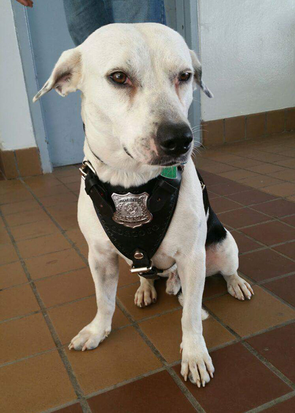 perro-callejero-gorgi-adoptado-policia-puerto-rico (6)