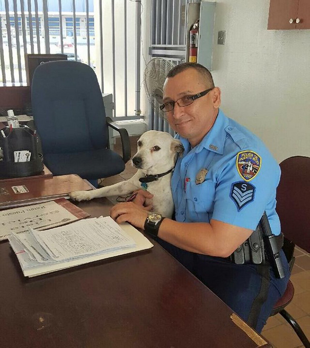 perro-callejero-gorgi-adoptado-policia-puerto-rico (8)