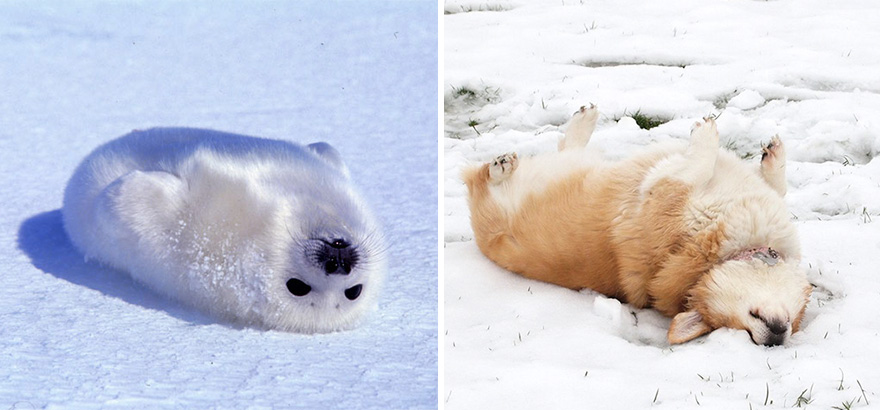 focas-parecen-perros (20)