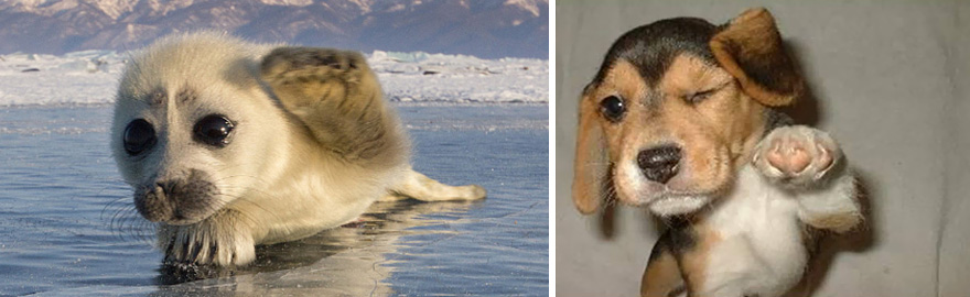 focas-parecen-perros (25)