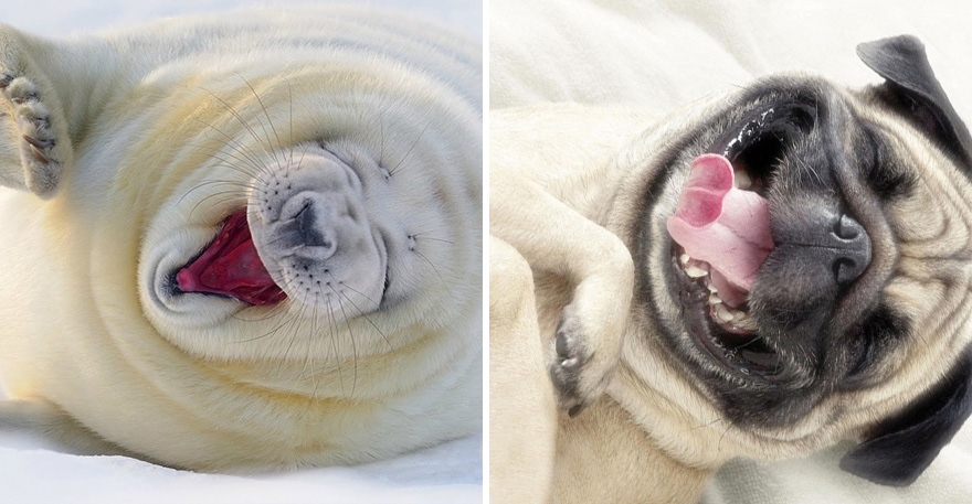 focas-parecen-perros (32)