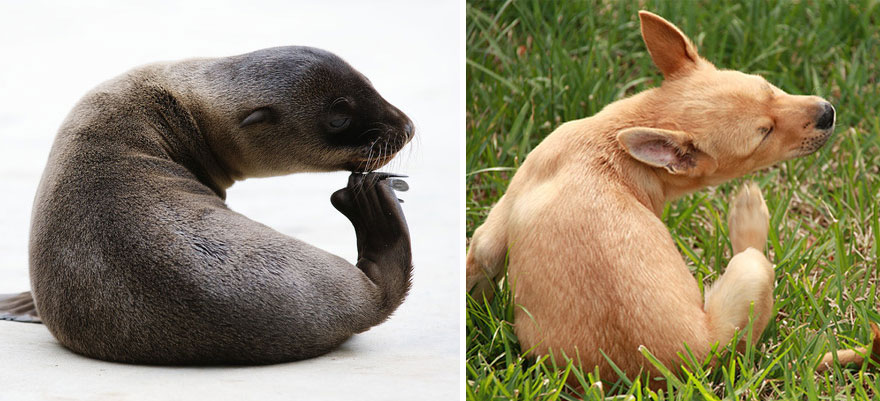 focas-parecen-perros (4)