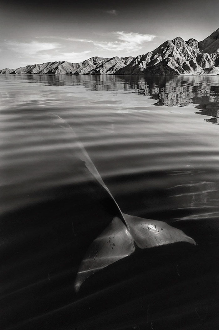 fotografia-cetaceos-ballenas-delfines-christopher-swann (3)