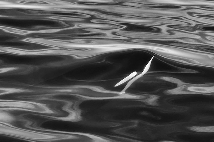 fotografia-cetaceos-ballenas-delfines-christopher-swann (4)