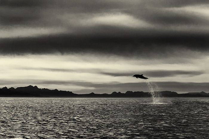 fotografia-cetaceos-ballenas-delfines-christopher-swann (5)