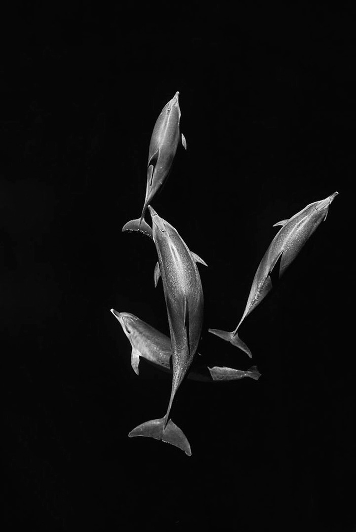 fotografia-cetaceos-ballenas-delfines-christopher-swann (8)