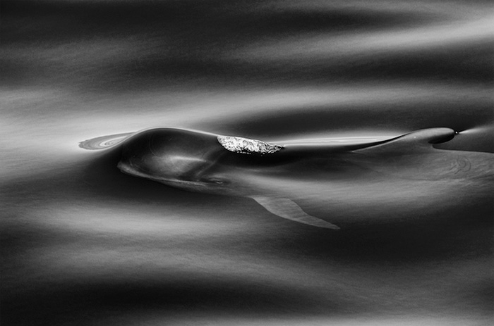 fotografia-cetaceos-ballenas-delfines-christopher-swann (9)