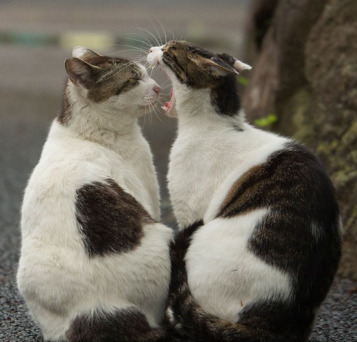 fotos-gatos-callejeros-tokyo-masayuki-oki (2)