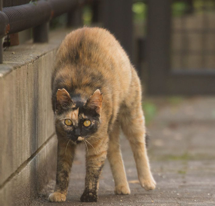 fotos-gatos-callejeros-tokyo-masayuki-oki (3)