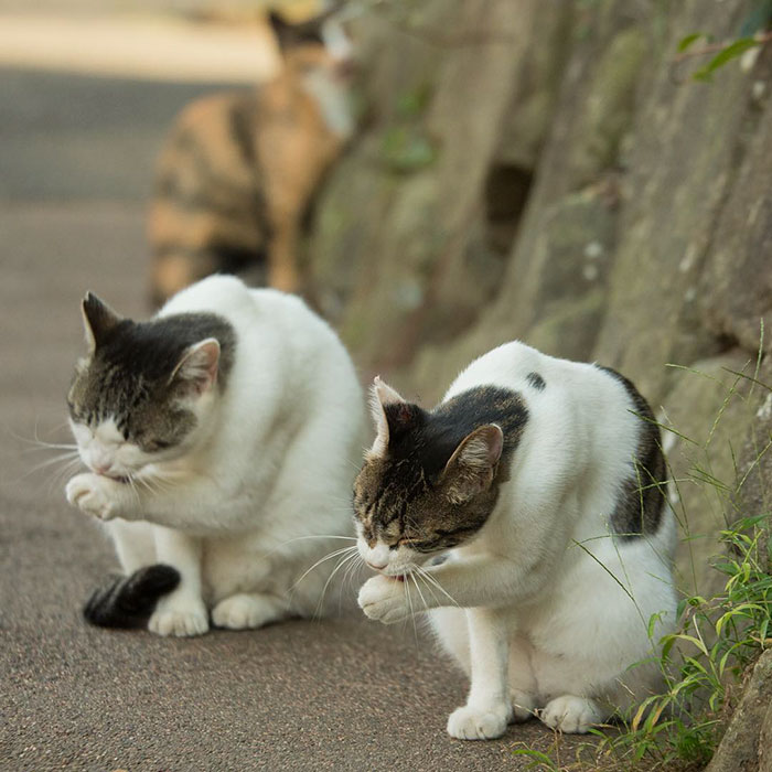 fotos-gatos-callejeros-tokyo-masayuki-oki (4)