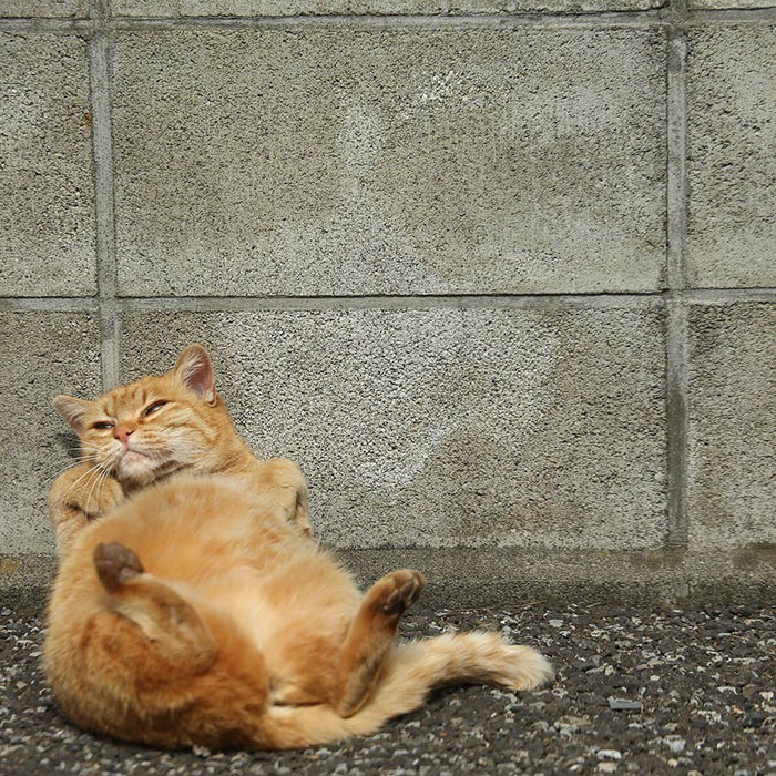 fotos-gatos-callejeros-tokyo-masayuki-oki (6)