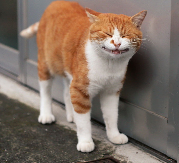 fotos-gatos-callejeros-tokyo-masayuki-oki (7)