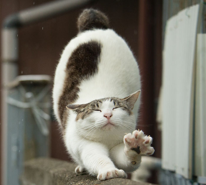 fotos-gatos-callejeros-tokyo-masayuki-oki (8)