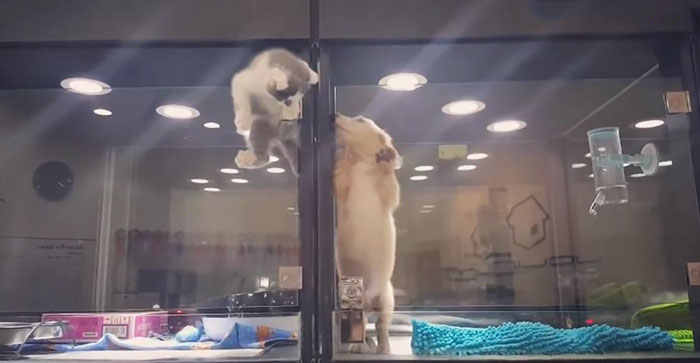 gato-escapa-escaparate-tienda-mascotas-jolinn-taiwan (2)