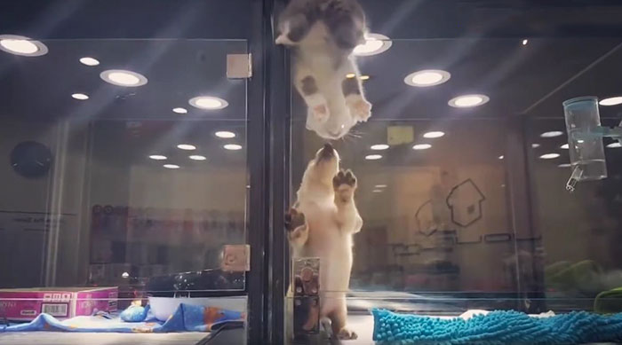 gato-escapa-escaparate-tienda-mascotas-jolinn-taiwan (3)
