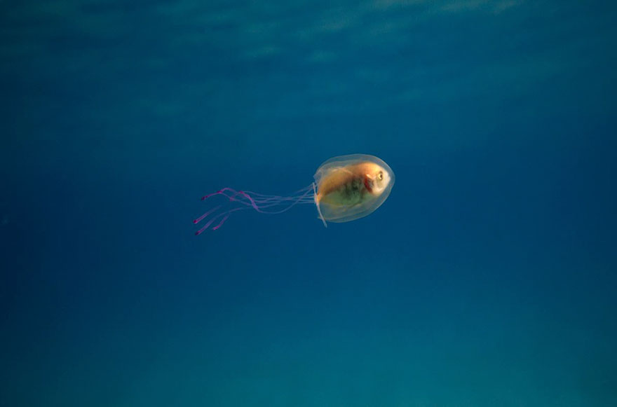 pez-atrapado-interior-medusa-tim-samuel (1)